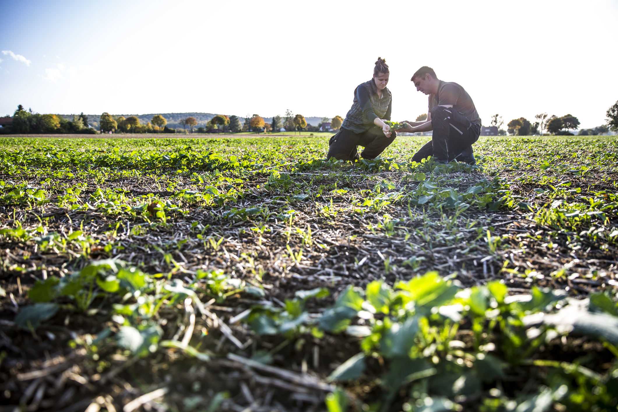 Two people in a field looking at crops.