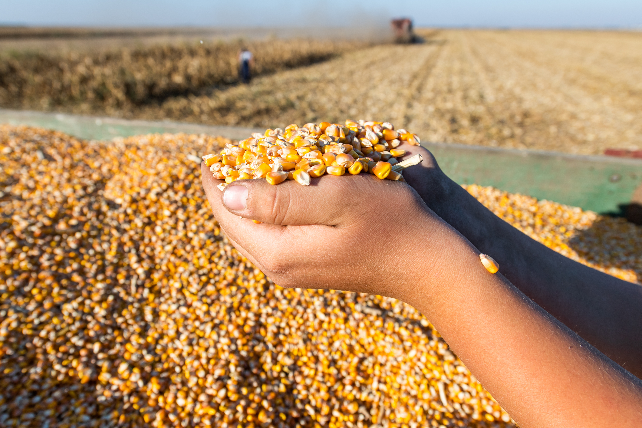 Hands holding corn kernals.
